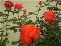 e272129d-Picture 613.jpg